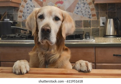 Dog Kitchen Images Stock Photos Vectors Shutterstock