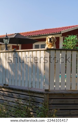 Golden retriever standing on his backlegs looking over a fence gurdaing his house, Gnesta, Sweden Zdjęcia stock © 