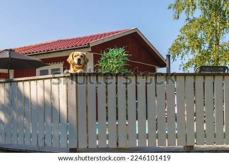 Golden retriever standing on his backlegs looking over a fence gurdaing his house, Gnesta, Sweden Zdjęcia stock © 