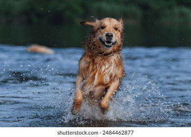 Golden Retriever swimming in the river - Powered by Shutterstock