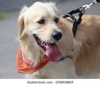 A Golden Retriever With Its Tongue Hanging Out. The Dog Is Wearing An Orange An Bandana And Is On A Lead