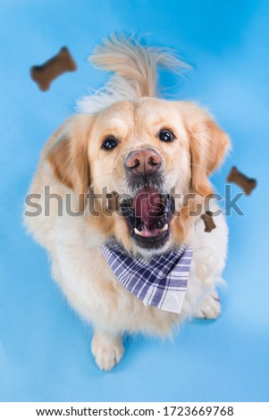 A golden retriever tries to catch a treat in mid air sitting on a blue background. Friendly pet eating bone-shaped cookies.