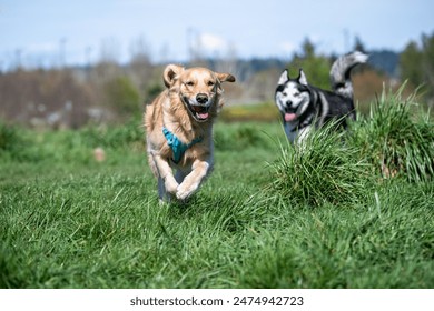 Golden retriever in a turquoise blue harness, with a husky in the background, racing around in the tall grass, happy sunny spring day in the off leash dog park
 - Powered by Shutterstock