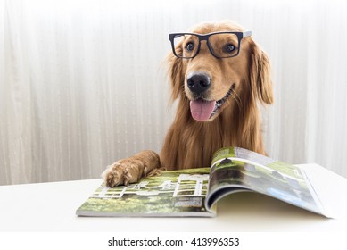 Golden Retriever Wearing Glasses