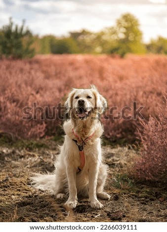 Similar – Labrador retriever Blonde