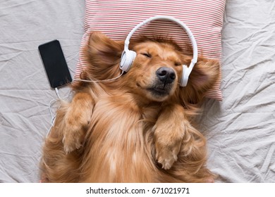 The Golden Retriever wearing headphones listening to music - Shutterstock ID 671021971