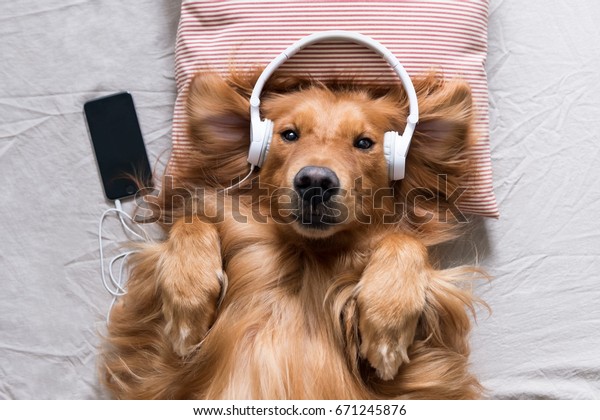 Golden Retriever Wearing Headphones Listening Music Stock Photo (Edit ...