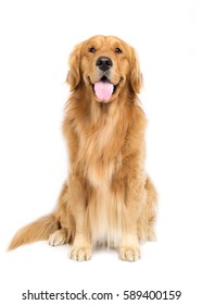 A golden retriever with white background