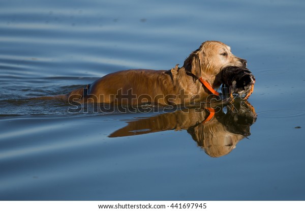 Golden Retriever Working Dog Duck Hunting Stock Photo Edit Now 441697945