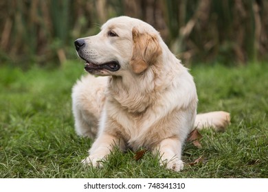 Side View Golden Retriever Puppy Sitting Stock Photo (Edit Now) 696857881