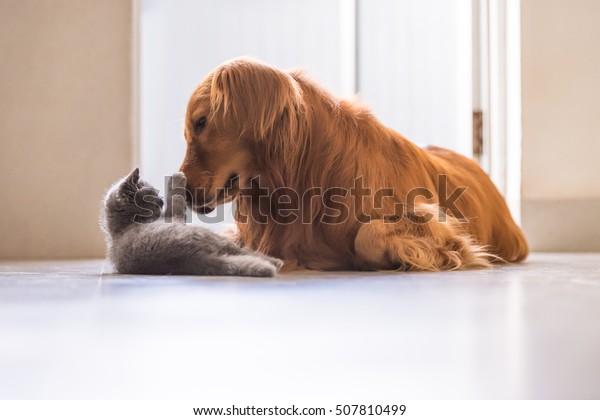 Golden Retrievers British Shorthair Stock Photo Edit Now 507810499