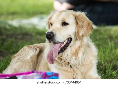 can golden retrievers live outdoors