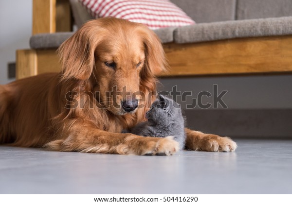 Golden Retrievers Shorthair Kitten Stock Photo Edit Now 504416290