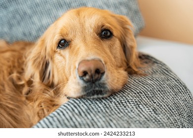 Golden Retriever's Tender Gaze: Sofa Serenity.  The face of a golden retriever lying comfortably on a sofa, with its head gracefully resting on the vertex of the sofa, gazing tenderly at the camera - Powered by Shutterstock