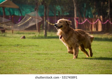 Golden Retriver