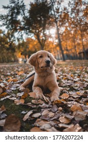 Golden Retriver Dog During Fall In Leaves Calgary Alberta