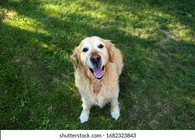 Golden Retriver dog  friends hapy love - Shutterstock ID 1682323843
