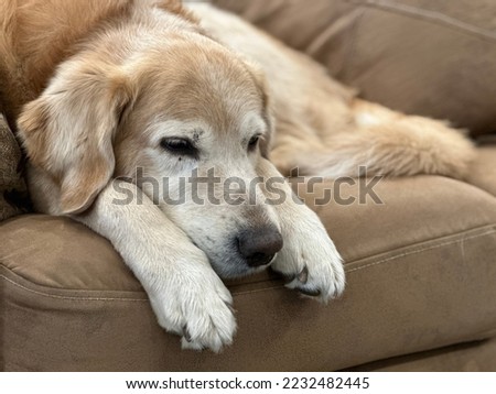 Golden Retriver dog sleeping on brown couch 