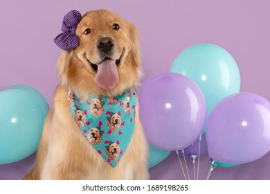 Golden Retriver Dog With Tongue Out And Headband At Birthday Par