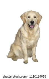 Golden Retriver Isolated