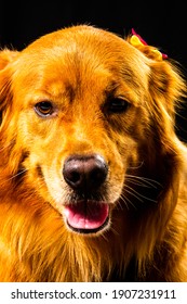 Golden Retriver Portrait In Studio