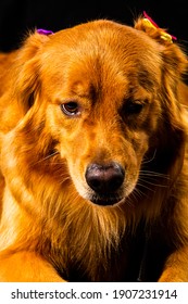 Golden Retriver Portrait In Studio