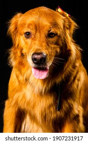 Golden Retriver Portrait In Studio