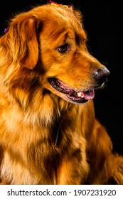 Golden Retriver Portrait In Studio