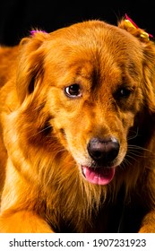 Golden Retriver Portrait In Studio