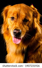 Golden Retriver Portrait In Studio