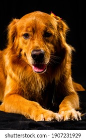 Golden Retriver Portrait In Studio