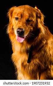 Golden Retriver Portrait In Studio