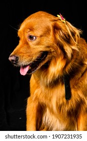 Golden Retriver Portrait In Studio