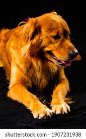 Golden Retriver Portrait In Studio