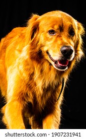 Golden Retriver Portrait In Studio