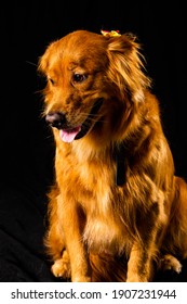 Golden Retriver Portrait In Studio