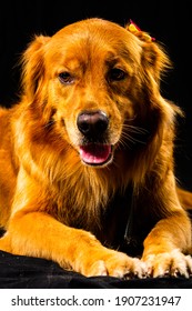 Golden Retriver Portrait In Studio