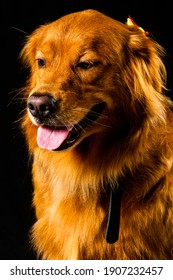 Golden Retriver Portrait In Studio