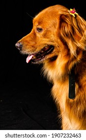 Golden Retriver Portrait In Studio