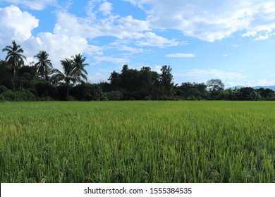 Golden Rice In Feild And Sky