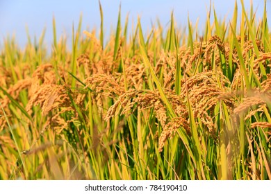 Golden Rice Rice Field Stock Photo 784190410 | Shutterstock