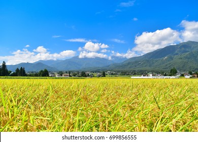 Golden rice field with the Northern Alps on the background (Nagano Prefecture, Japan)