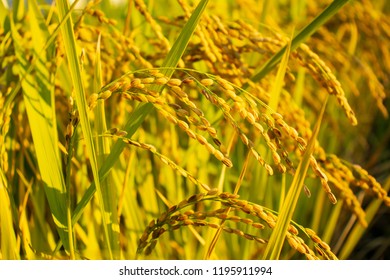 Golden Rice Fields Stock Photo 1195911994 | Shutterstock