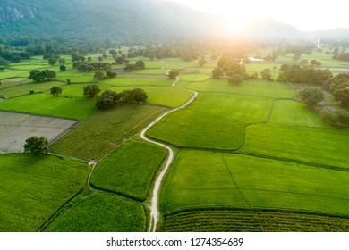 Golden Rice Fields Look From Above, Combine Harvesting Ripe Rice Fields, Trails Winding Through Rice Field Stretchers, Mekong Delta, Vietnam By Top View, An Giang Province,FlycamPro 