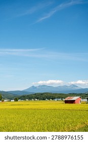 Golden Rice Fields with Mountain Range in the Background
