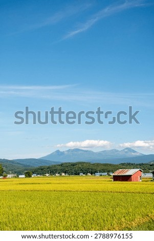 Golden Rice Fields with Mountain Range in the Background
