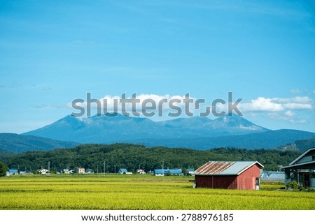 Golden Rice Fields with Mountain Range in the Background
