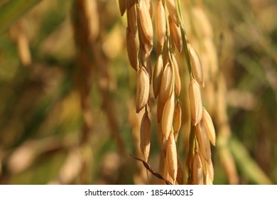 Golden Rice Seed Close Up In The Rice Filed ,organic Jusmin Rice.