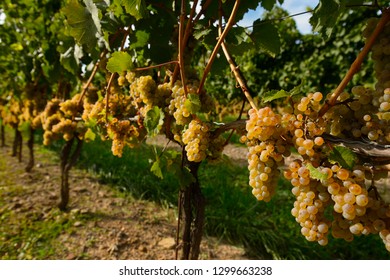 Golden Riesling Grapes On Rows Of Vines In A Vineyard In Niagara On The Lake Ontario