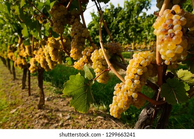 Golden Riesling Grapes On Rows Of Vines Niagara On The Lake Ontario